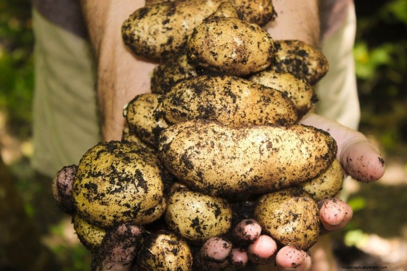 Guida per principianti:10 verdure più facili da coltivare in casa 