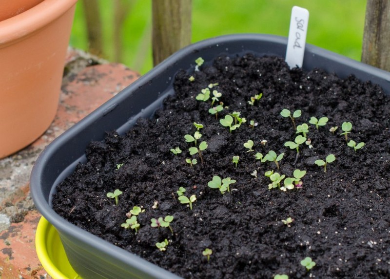 Guida per principianti:10 verdure più facili da coltivare in casa 
