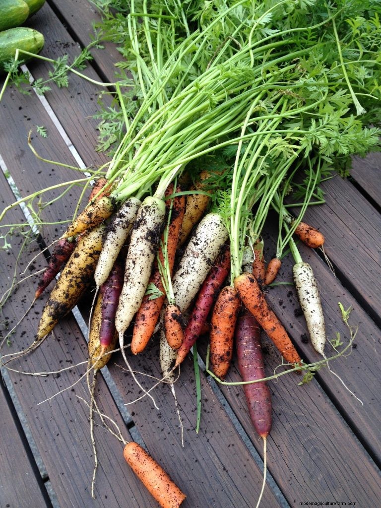 Guida per principianti:10 verdure più facili da coltivare in casa 