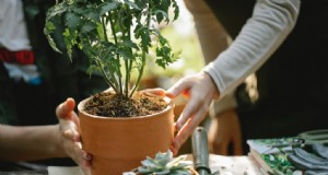 Bauen Sie Ihre eigenen Lebensmittel an:Sparen Sie Geld und fördern Sie die Gesundheit mit Gemüseanbau 