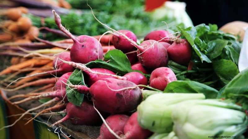 Coltiva il tuo cibo:risparmia denaro e migliora la salute con l orto 