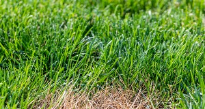 Gazonschimmelziekten:identificatie, behandeling en preventie 
