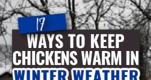 Cura delle galline invernali:17 consigli degli esperti per mantenere al caldo il tuo gregge 