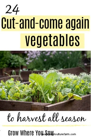 Cut-and-Recome-Crop-Pflanzen:Genießen Sie kontinuierliche Ernten in Ihrem Garten 