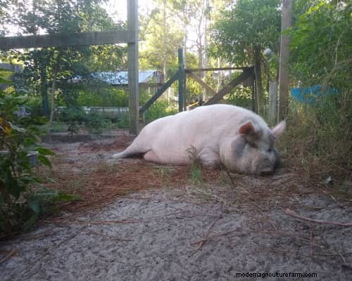 Raising &Processing Pigs:A Farmer s Reflection 