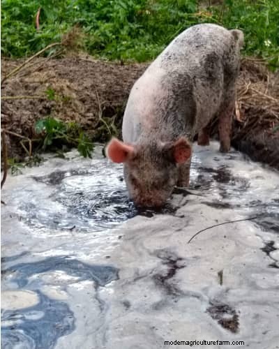 Raising &Processing Pigs:A Farmer s Reflection 