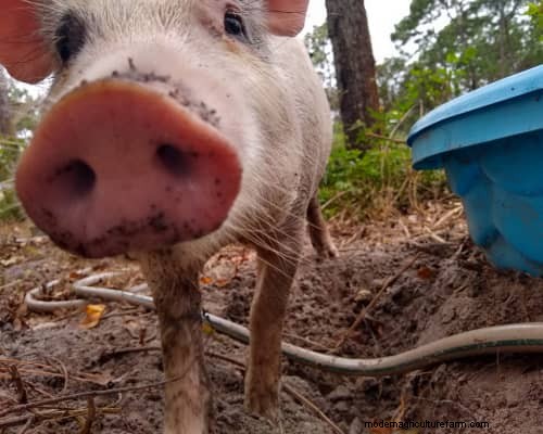 Raising &Processing Pigs:A Farmer s Reflection 