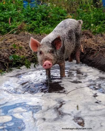 Raising &Processing Pigs:A Farmer s Reflection 