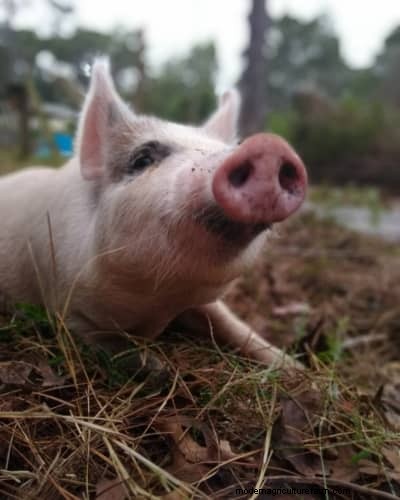 Raising &Processing Pigs:A Farmer s Reflection 