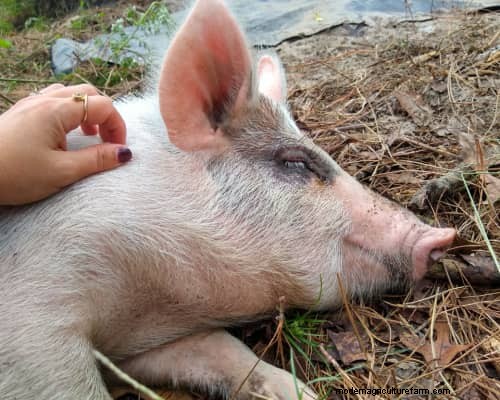 Raising &Processing Pigs:A Farmer s Reflection 
