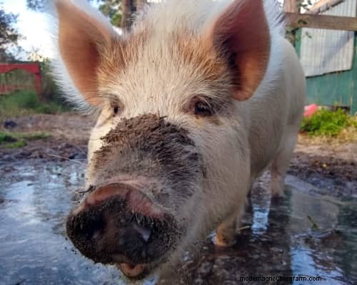 Raising &Processing Pigs:A Farmer s Reflection 