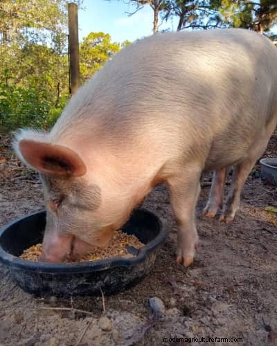 Raising &Processing Pigs:A Farmer s Reflection 