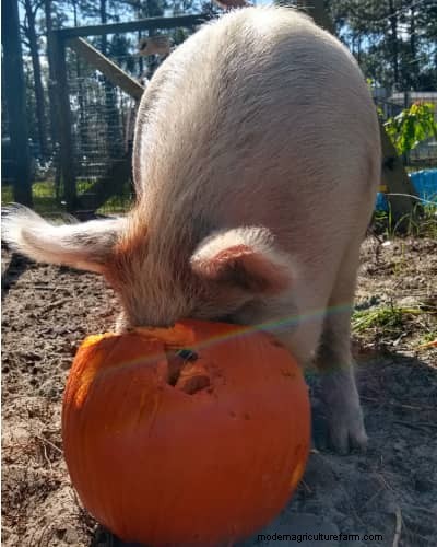 Raising &Processing Pigs:A Farmer s Reflection 