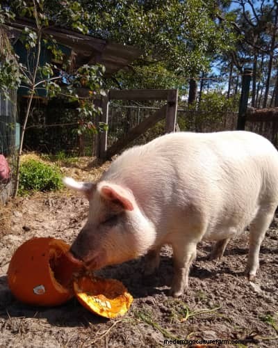 Raising &Processing Pigs:A Farmer s Reflection 