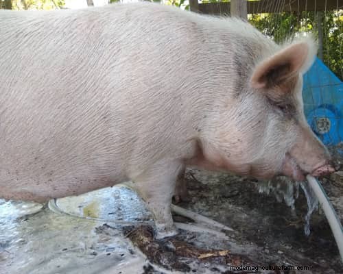 Raising &Processing Pigs:A Farmer s Reflection 