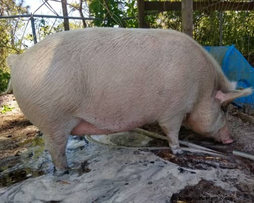 Raising &Processing Pigs:A Farmer s Reflection 