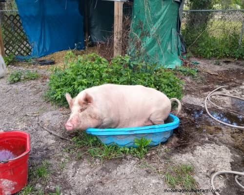 Raising &Processing Pigs:A Farmer s Reflection 