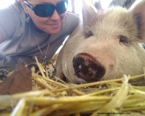 Raising &Processing Pigs:A Farmer s Reflection 