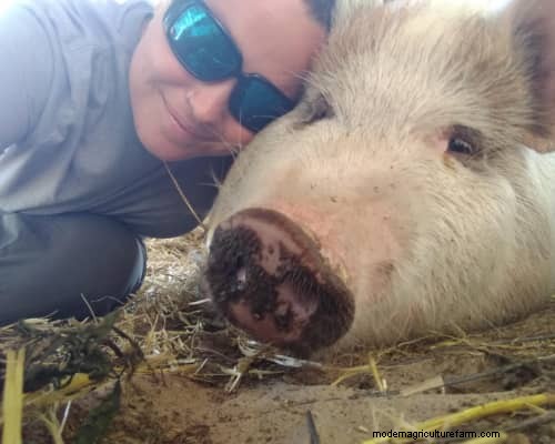 Raising &Processing Pigs:A Farmer s Reflection 
