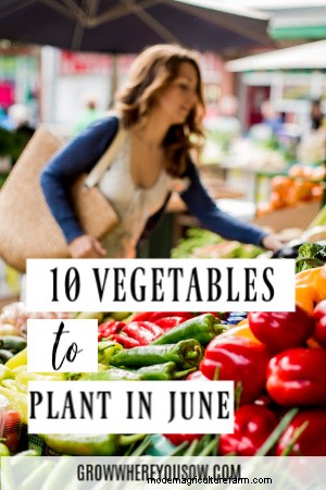 Beste groenten om in juni te planten (zones 3-10) 