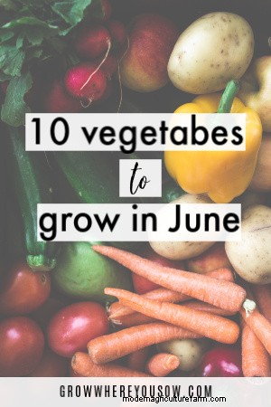 Beste groenten om in juni te planten (zones 3-10) 