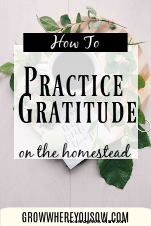 Gratitud de Homesteading:citas de la comunidad de Homesteading 