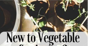 Beginnersgids voor moestuinieren:tips voor succes 
