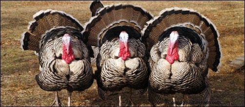 Criar pavos patrimoniales:una empresa rentable 