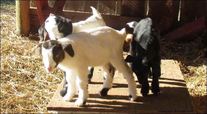 Es broma con cabras:observaciones nocturnas de un cabrero 