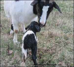 Es broma con cabras:observaciones nocturnas de un cabrero 