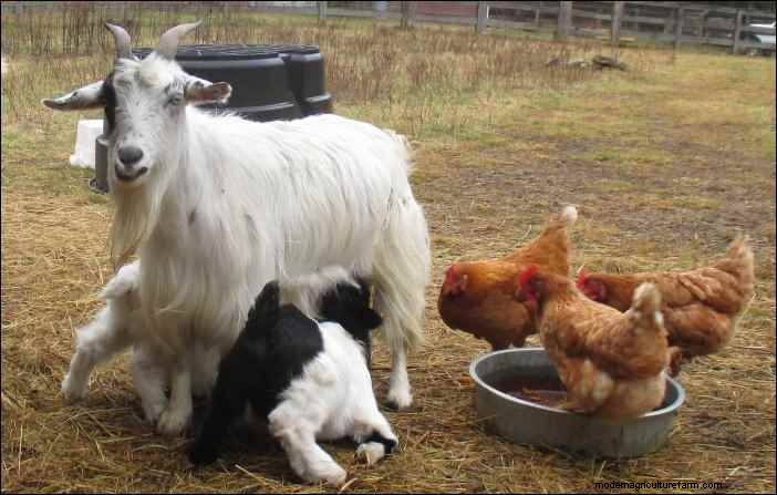 Es broma con cabras:observaciones nocturnas de un cabrero 