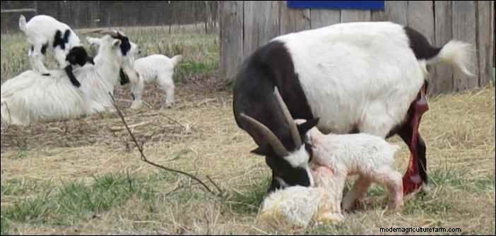 Es broma con cabras:observaciones nocturnas de un cabrero 