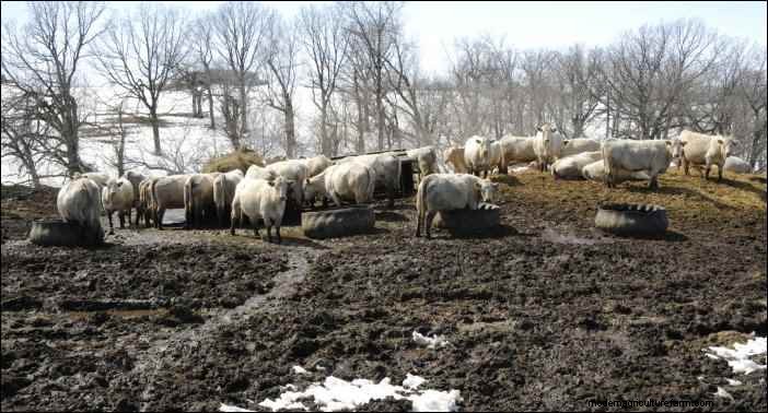 Winterveehouderij:essentiële tips voor homesteaders 