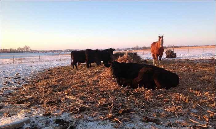 Winterveehouderij:essentiële tips voor homesteaders 