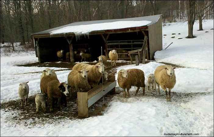 Winterveehouderij:essentiële tips voor homesteaders 