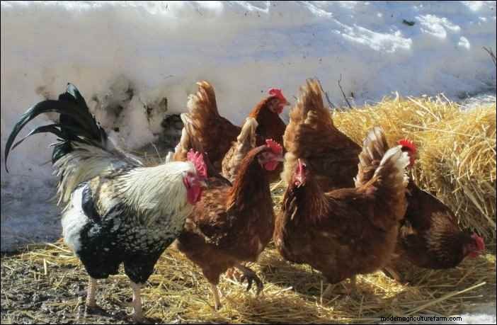Winterveehouderij:essentiële tips voor homesteaders 