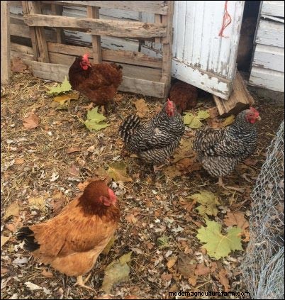 Preparazione invernale della fattoria:prendersi cura dei propri animali - Parte 3 