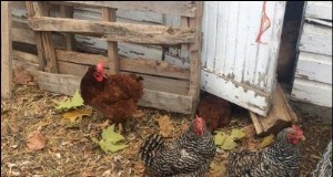 Preparazione invernale della fattoria:prendersi cura dei propri animali - Parte 3 