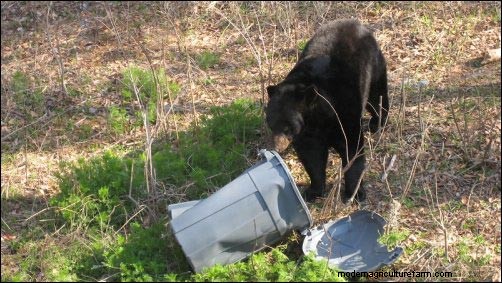 Cómo lidiar con la fauna silvestre molesta:prevención y soluciones 