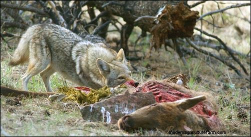 Cómo lidiar con la fauna silvestre molesta:prevención y soluciones 
