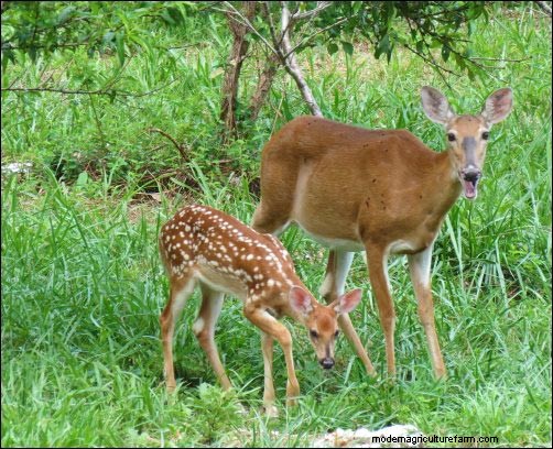 Cómo lidiar con la fauna silvestre molesta:prevención y soluciones 