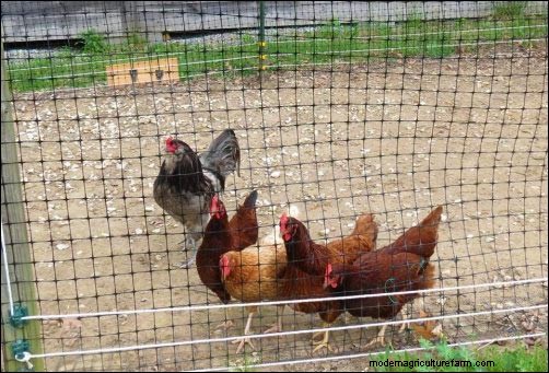 Melindungi Ayam Anda dari Rubah:Strategi Terbukti 