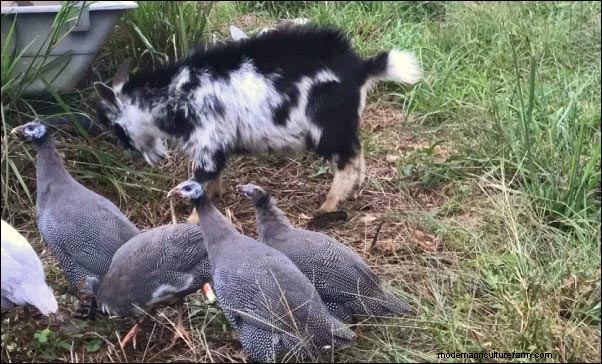 ホロホロ鳥:インパンジェラの魔法を利用して農場保護と繁殖力を高める 