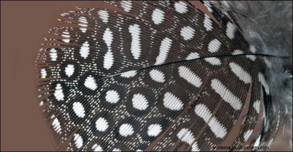 ホロホロ鳥:インパンジェラの魔法を利用して農場保護と繁殖力を高める 