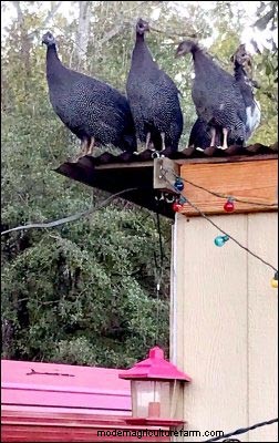 ホロホロ鳥:インパンジェラの魔法を利用して農場保護と繁殖力を高める 