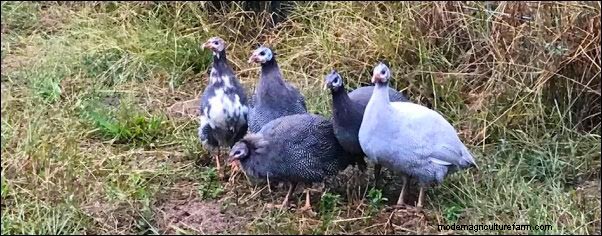 ホロホロ鳥:インパンジェラの魔法を利用して農場保護と繁殖力を高める 