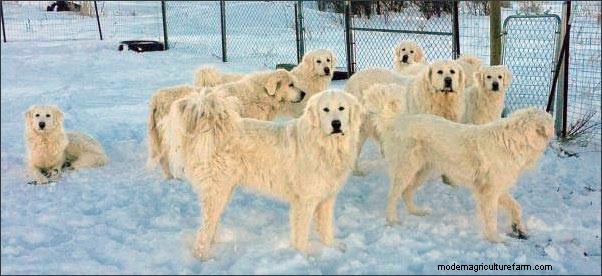 ホームステッドドッグ:農場や家族向けの多目的犬歯 