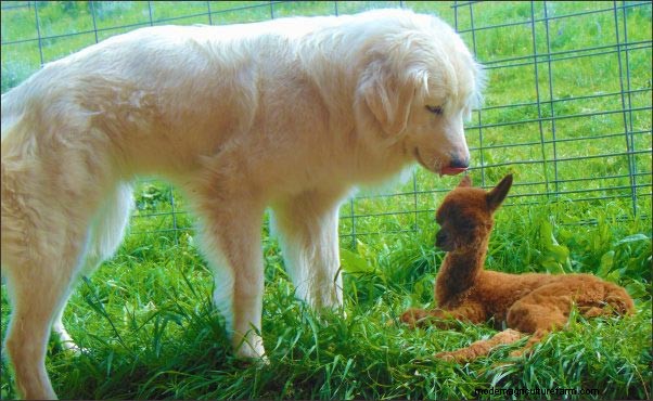 ホームステッドドッグ:農場や家族向けの多目的犬歯 