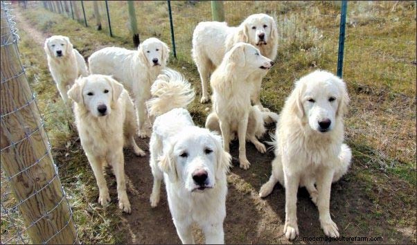 ホームステッドドッグ:農場や家族向けの多目的犬歯 