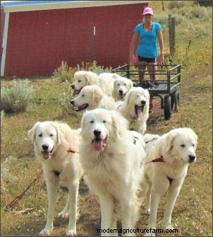 ホームステッドドッグ:農場や家族向けの多目的犬歯 